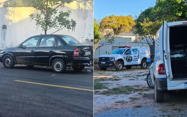 imagem colorida filhotes de cachorro porta-malas carro goiania