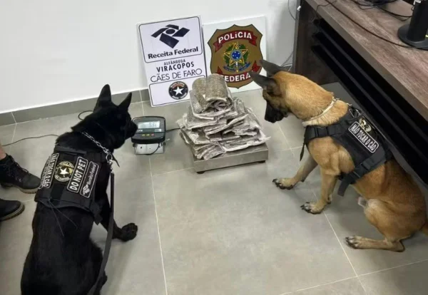 Imagem colorida mostra apreensão de skunk, conhecido como "supermaconha", pela PF no aeroporto de Viracopos, em Campinas - Metrópoles