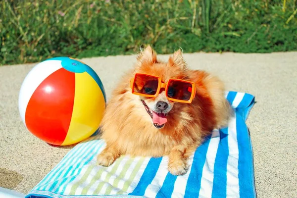 Cachorro pegando sol