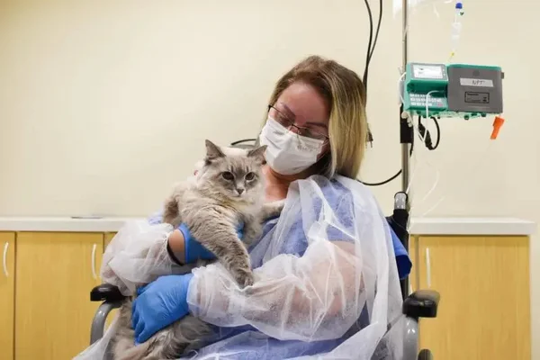 Vídeo: paciente se emociona ao receber visita da gata de estimação