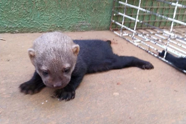 iraras familia lontra resgate canavial goias (1)