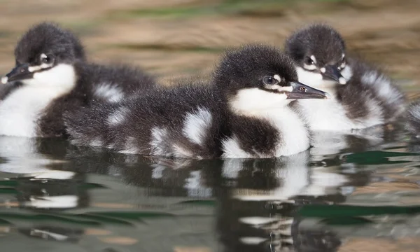 A saga para preservar um pato em extinção, na Chapada dos Veadeiros