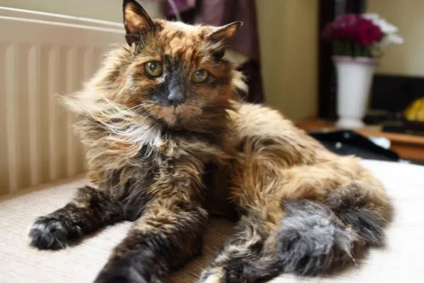 gata Rosie