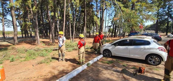 GDF estuda trocar pinheiros do Parque da Cidade por árvores do cerrado