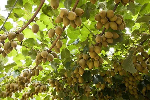 Fruta, pé de kiwi