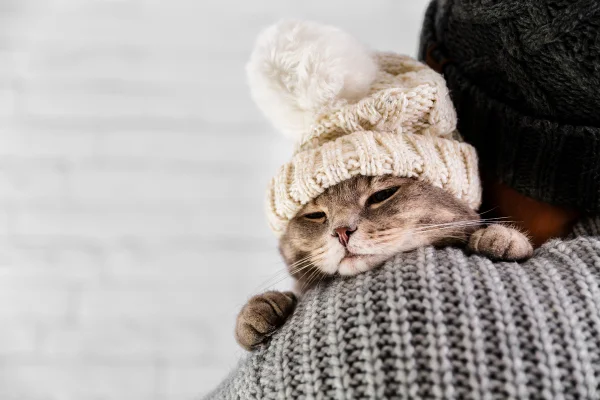 Foto colorida de gato com touca