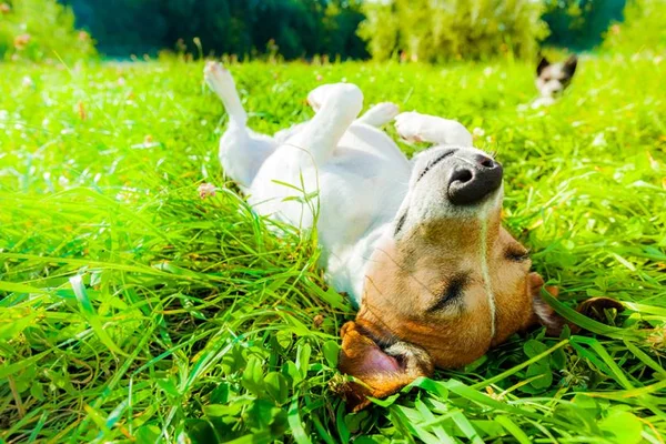 Saiba como reduzir o estresse dos pets em datas festivas