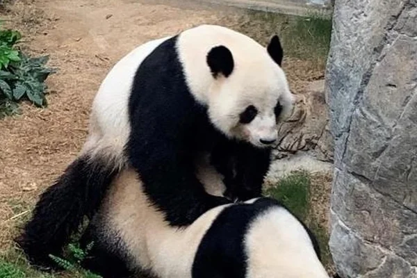 Pandas acasalando