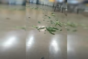 Folhas no chão simulam cerimônia de candomblé em escola do DF