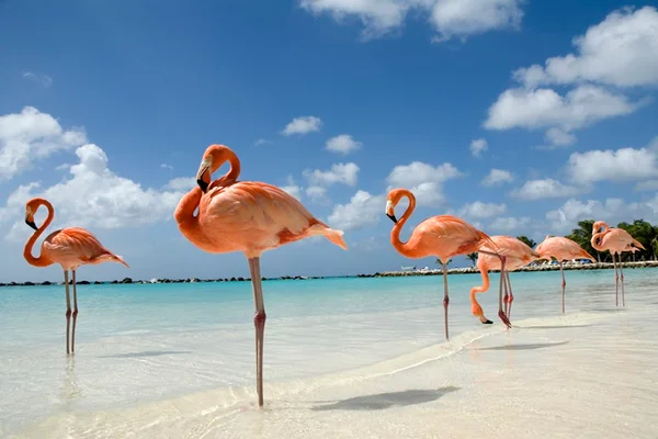 Aruba: 10 motivos para curtir as férias na ilha caribenha