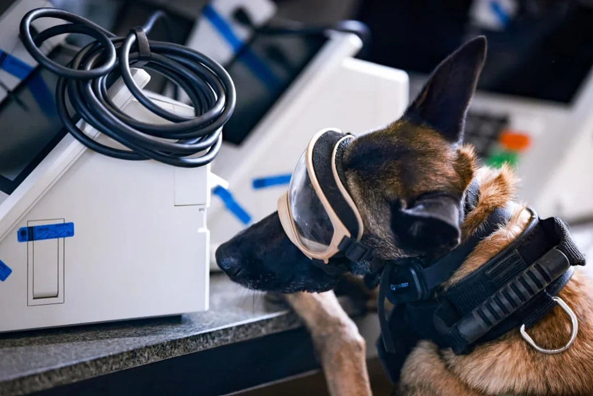 Cães farejadores da PMDF vistoriam urnas eletrônicas a 5 dias do 2° turno - imagem 2 Cães farejadores da PMDF vistoriam urnas eletrônicas a 5 dias do 2° turno - imagem 2