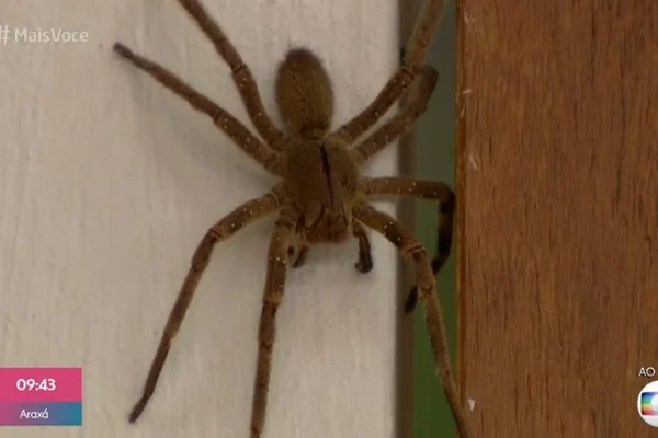 Aranha gigantesca invade estúdio do Mais Você: “Não chega perto”