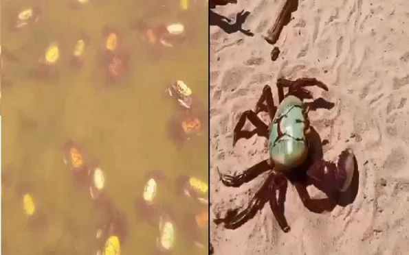  Para fugir de inundação no mangue, caranguejos morrem na praia