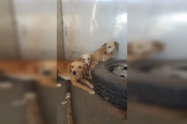 Cachorros resgatados no DF após maus-tratos precisam de adoção