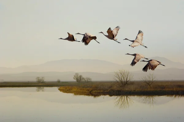 Foto de aves voando.