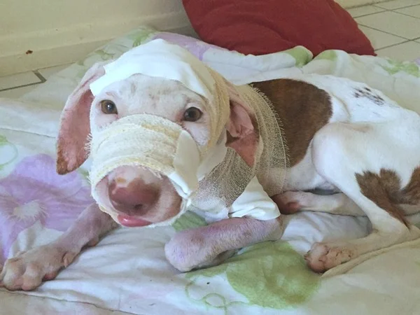 ONG de Manaus cria campanha para tratar pitbull resgatada com sinais de maus tratos