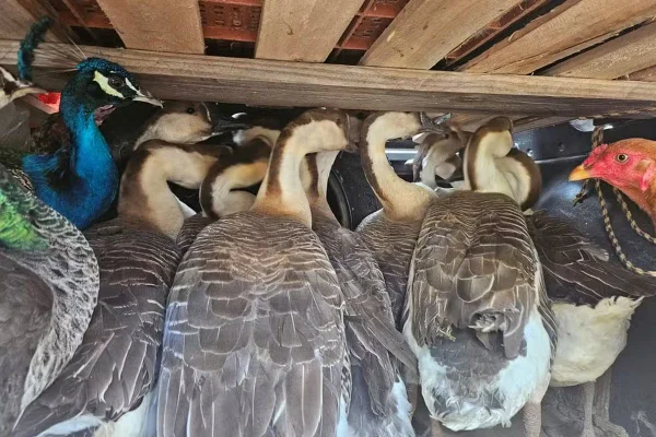 Em Guaratinguetá, motorista é pego transportando pavões, galinhas e gansos indevidamente - Metrópoles