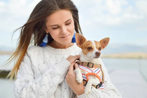 10 curiosidades incríveis sobre a raça chihuahua