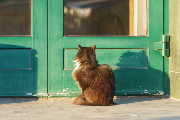 Imagem colorida de gato na porta