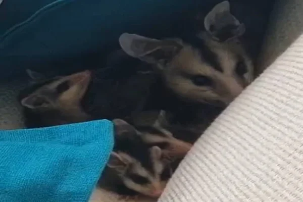 Vídeo: mãe e filhotes de saruês são resgatados em casa no Lago Sul
