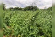Operação Colheita Proibida Operação Colheita Proibida