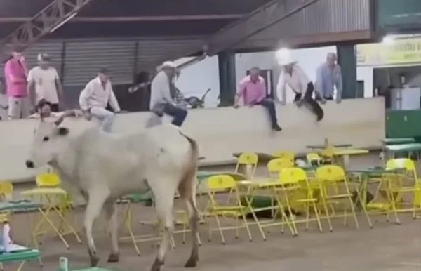 Boi invade área de leilão em Frutal (MG)