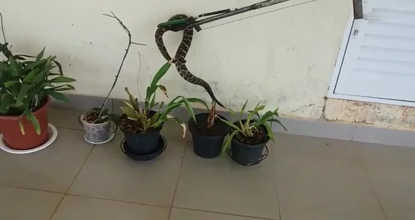 Polícia Militar Ambiental captura cascavel em residência do Park Way. Veja vídeo