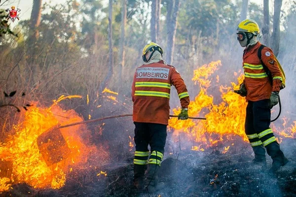 Bombeiros em incêndio florestal