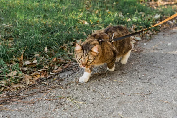 Gatos gostam de passear de coleira? Veterinária explica como adaptar