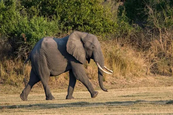 Imagem coloridfa, Duas turistas são pisoteadas até a morte por elefanta na Zâmbia- Metrópoles