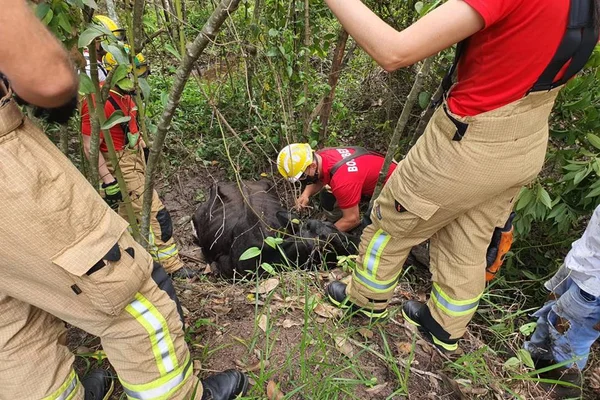 Bombeiros resgatam vaca atolada em lamaçal às margens da BR-070