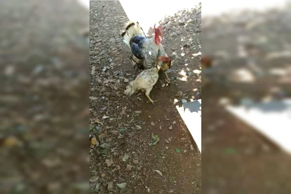 “Peru da paz” separa briga de galinhas em Santa Catarina; vídeo