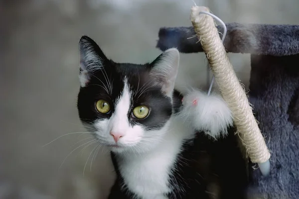 Amor por felinos: marca cria móveis exclusivos para gatos