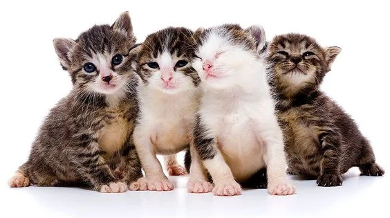 gatos novinhos, filhotes várias raças - metropoles