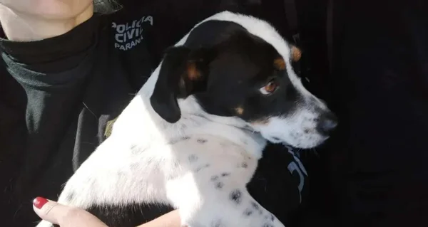 imagem colorida de cão que ganhará indenização