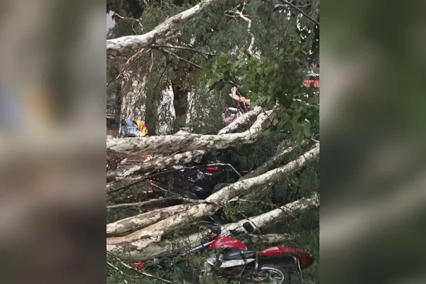 Chuva forte em BH derruba árvore sobre carros e deixa grávida presa