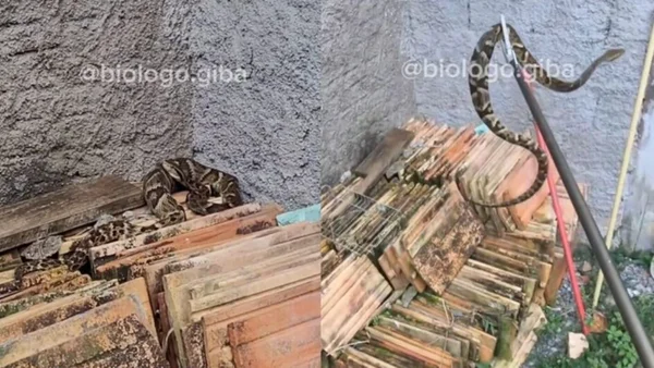 Montagem com fotos coloridas da jararaca gigante - Metrópoles