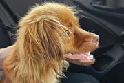 Três cachorros moravam no imóvel