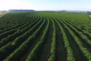 O cafezal precisa ter um espaçamento específico entre cada pé