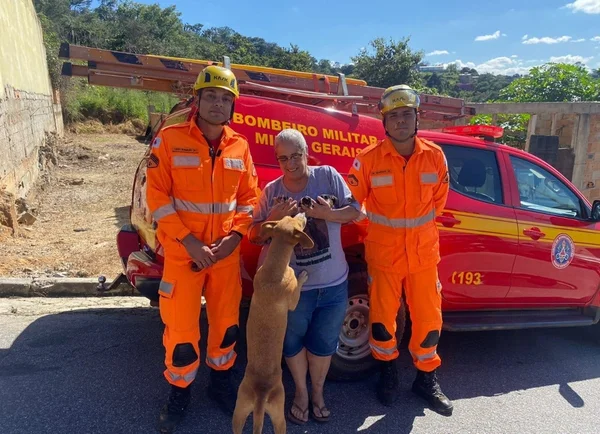 cadela pari três filhotes em buraco