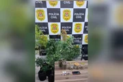 Operação policial no litoral norte contra o crime organizado prende 4, apreende drogas, armas e anabolizantes Operação policial no litoral norte contra o crime organizado prende 4, apreende drogas, armas e anabolizantes