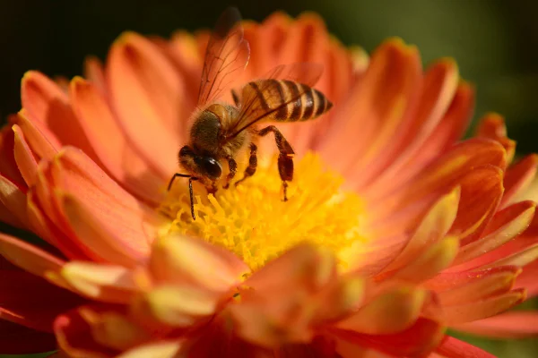 Abelha mandaçaia, pousa em flor de cor laranja - Metrópoles