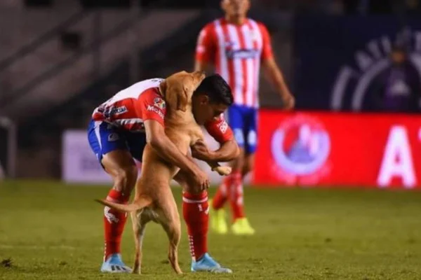 Vídeo: time de futebol adota cachorra que invadiu campo