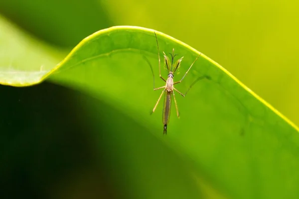 Imagem colorida, mosquito transmissor febre aropouche - Metrópoles