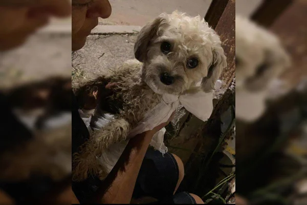 Cachorro foi encontrado em córrego