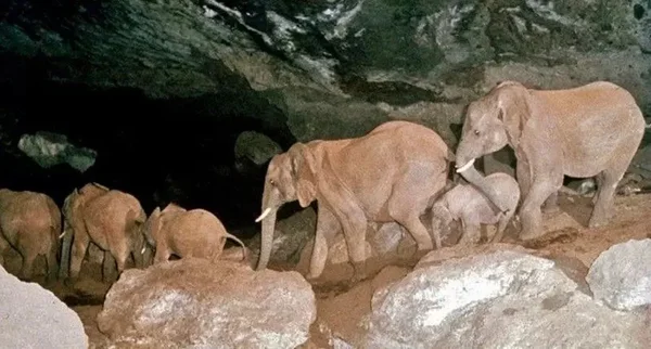 elefantes marrons andam dento de uma caverna em fila