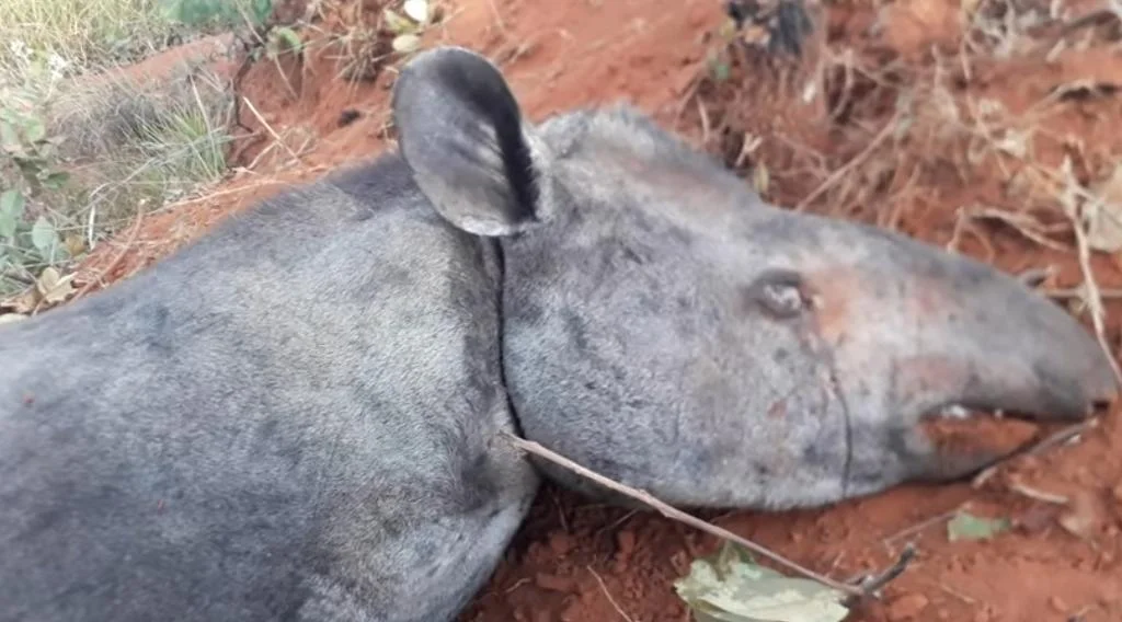 Animal morreu enforcado Animal morreu enforcado