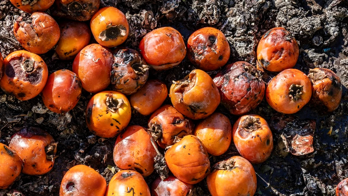 Como acontece a decomposição de matéria orgânica na natureza?