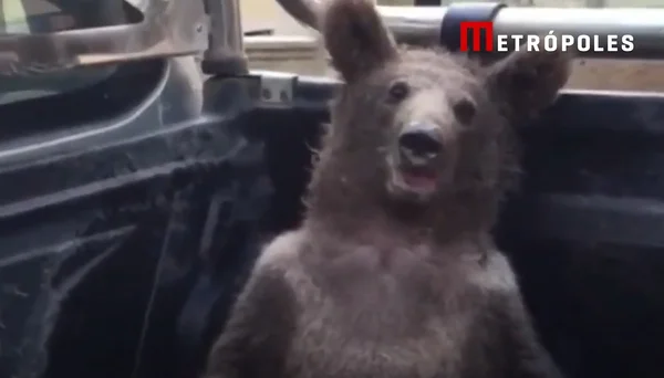 Urso Turquia
