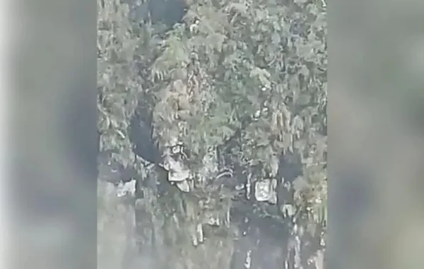 Vídeo: cachorro é resgatado após cair de uma altura de 50 metros em SC